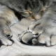 Illustration for article titled Why do humans and cats grow extra fingers?